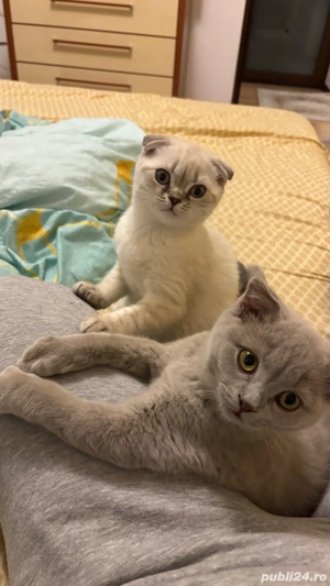 puisor scotthis fold  - imagine 3