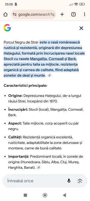 Vând porci rasa negru strei 3 buc disponibil - imagine 3