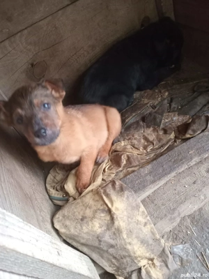 Donație căței metis Labrador - Ciobănesc mioritic