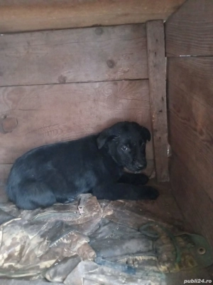 Donație căței metis Labrador - Ciobănesc mioritic - imagine 2