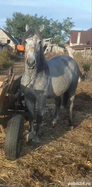 vand doua manze  - imagine 2