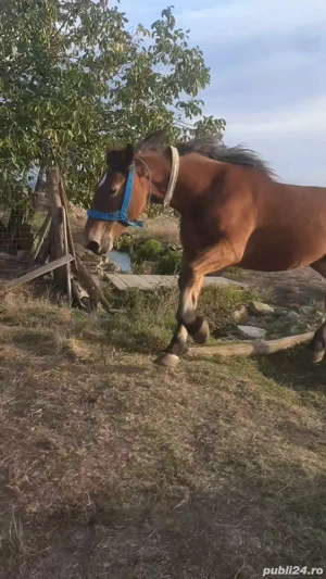 vand doua manze  - imagine 3