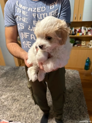 De vinzare bisoni maltez 2 băieți 