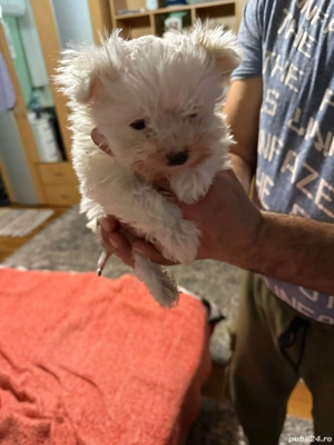 De vinzare bisoni 2baieti 