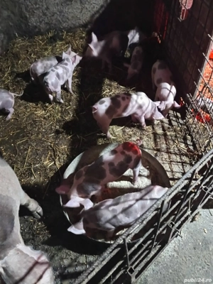 purcei pietrain  - imagine 4