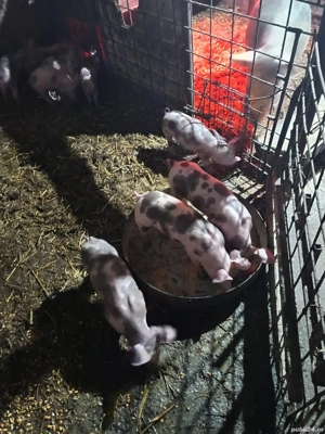 purcei pietrain  - imagine 5