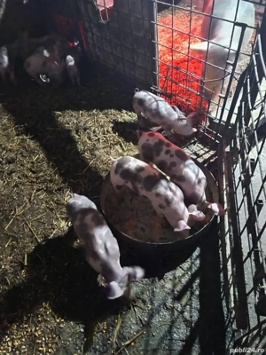 purcei pietrain  - imagine 2