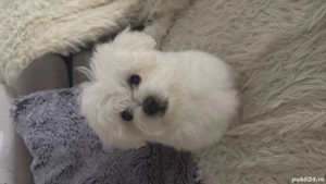 Vând bichon frise 5 luni, deparazitat +primele 2 vaccinări  - imagine 3
