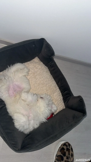 Vând bichon frise 5 luni, deparazitat +primele 2 vaccinări  - imagine 2