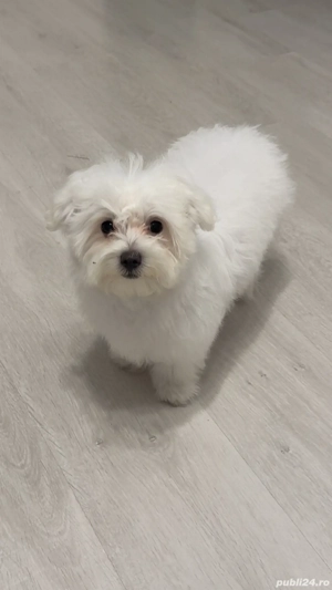Vând bichon frise 5 luni, deparazitat +primele 2 vaccinări 