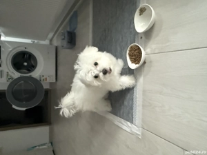 Vând bichon frise 5 luni, deparazitat +primele 2 vaccinări  - imagine 4