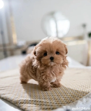 Maltipoo Toy Caramel ( Bear Type -ursulet)