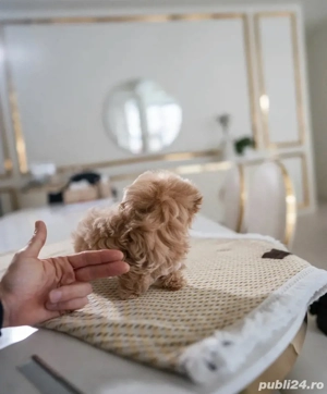 Maltipoo Toy Caramel ( Bear Type -ursulet) - imagine 2