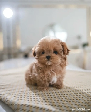 Maltipoo Toy Caramel ( Bear Type -ursulet)