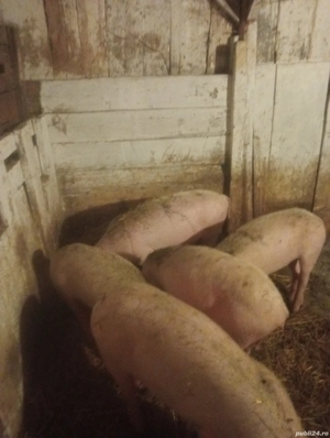 Vanzare soldani marele alb. - imagine 3