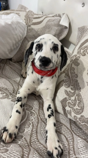 Câine dalmațian  fetiță are  5 luni toate vaccinurile făcute  - imagine 4
