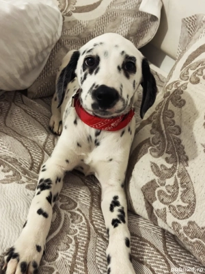 Câine dalmațian  fetiță are  5 luni toate vaccinurile făcute 