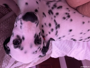 Câine dalmațian  fetiță are  5 luni toate vaccinurile făcute  - imagine 2