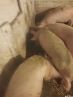 Vanzare soldani marele alb. - imagine 2