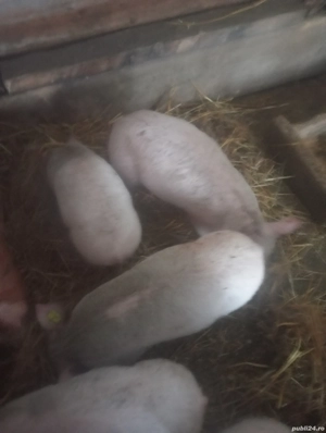 Vanzare purceii rasa pietrian - imagine 2