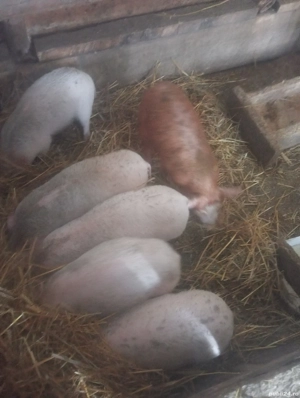 Vanzare purceii rasa pietrian - imagine 4