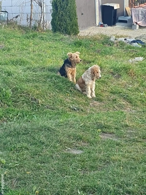 Foxterrier pui - imagine 5