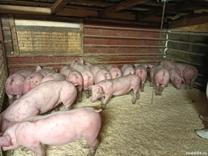 Vând purceluși mâncăcioși  - imagine 2