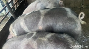 Porci de vânzare
