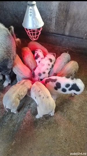 porci pietran 6 săptămâni 