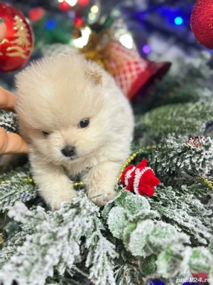 4 pui de  pomeranian  - imagine 2