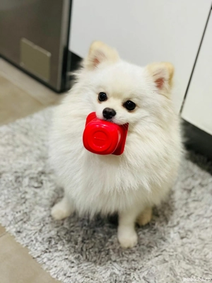 4 pui de  pomeranian  - imagine 4