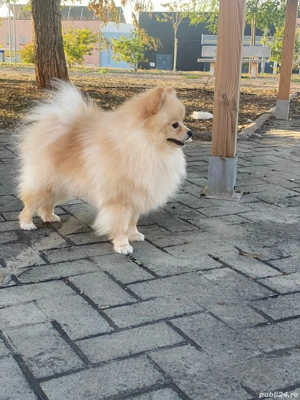 4 pui de  pomeranian  - imagine 5