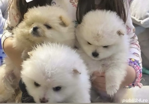 4 pui de  pomeranian  - imagine 3