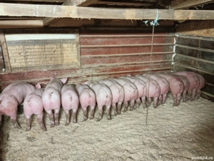 purcei de vanzare  - imagine 2