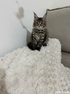 Maine coon băieței și fetițe - imagine 4