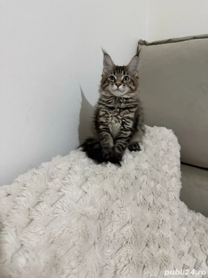 Maine coon băieței și fetițe - imagine 2
