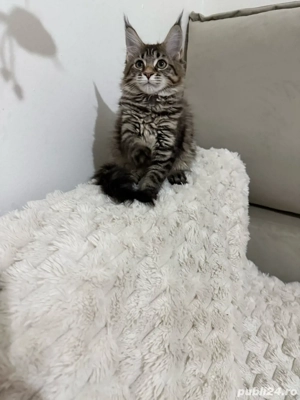 Maine coon băieței și fetițe - imagine 3