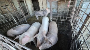 Porci 60-70 kg de vanzare
