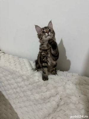 Maine coon pui superbi - imagine 2