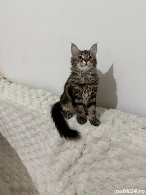 Maine coon pui superbi - imagine 5