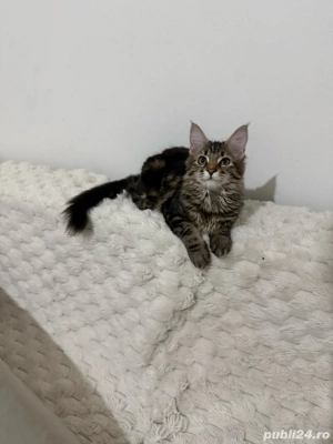 Maine coon pui superbi - imagine 4