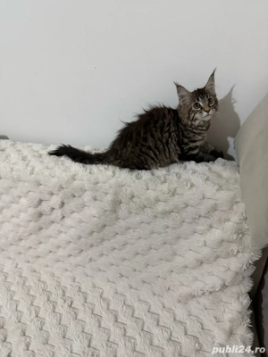 Maine coon pisoiasi  - imagine 5