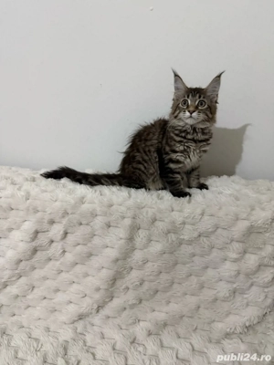 Maine coon pisoiasi  - imagine 2