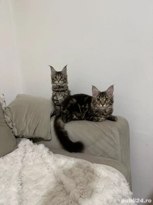 Maine coon pui vaccinati  - imagine 2
