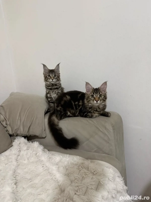 Maine coon pui vaccinati  - imagine 3
