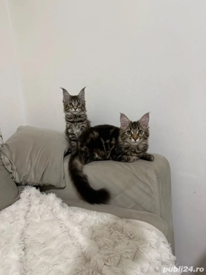 Maine coon pui vaccinati  - imagine 4