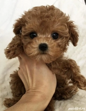  Bichon Havanez  - imagine 5