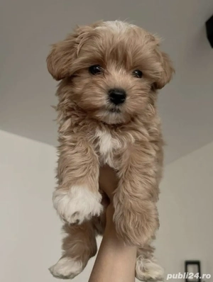  Bichon Havanez  - imagine 3