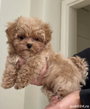  Bichon Havanez  - imagine 2