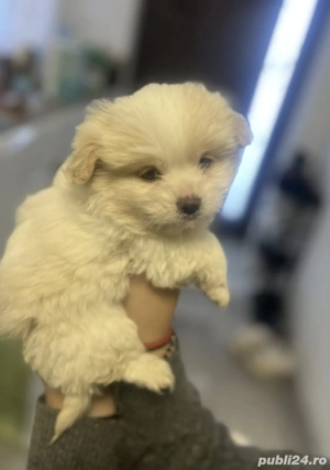 Bichon Havanez puiuți  - imagine 2